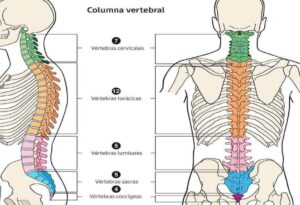 Qué es la columna vertebral y cuántos huesos tiene? | Resobert ...